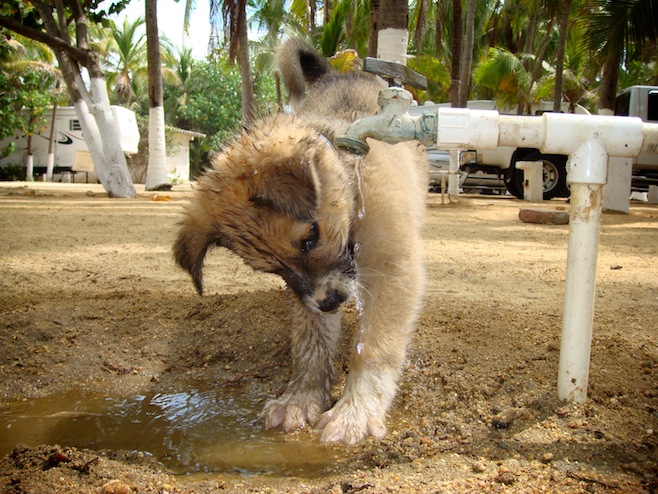 Libre Water